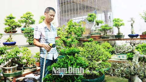 Anh Trần Thanh, Phó chủ nhiệm CLB cây cảnh nghệ thuật Thiên Trường chăm sóc vườn cây cảnh.