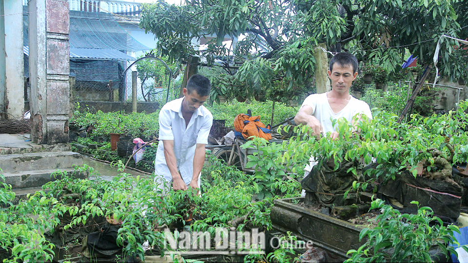 Các anh Hoàng Văn Huy và Hoàng Văn Hiệu, xóm 2, xã Nam Toàn chăm sóc vườn cây cảnh mi ni của gia đình.