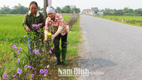 Hội viên phụ nữ tổ dân phố Trung Quyên, Thị trấn Mỹ Lộc chăm sóc tuyến đường hoa.