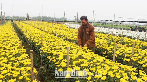 Vùng trồng hoa tập trung tại xã Mỹ Tân (Mỹ Lộc).  Bài và ảnh: Ngọc Ánh