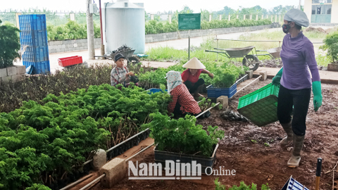 Vùng trồng cây đinh lăng dược liệu theo tiêu chuẩn GACP-WHO của Cty CP Traphaco tại xã Nghĩa Lạc.