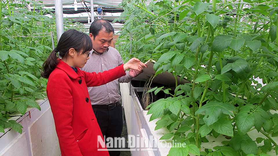 Cán bộ Trung tâm Ứng dụng tiến bộ KH và CN (Sở KH và CN) kiểm tra chất lượng khoai tây trồng theo phương pháp khí canh.