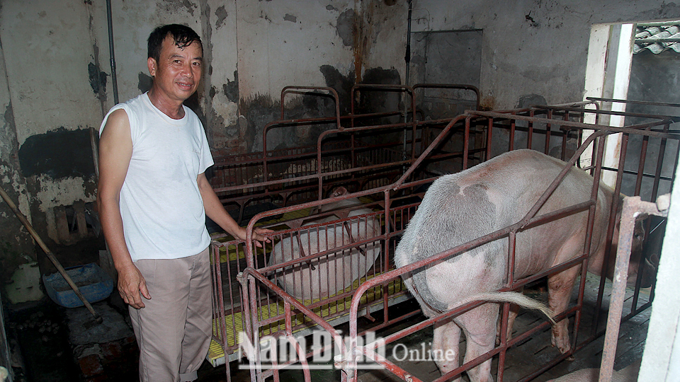 Nhờ nguồn vốn vay của Ngân hàng CSXH huyện thông qua kênh Hội CCB xã, mô hình nuôi lợn nái của gia đình ông Nguyễn Hữu Quyết, xã Nghĩa Châu đem lại hiệu quả kinh tế cao.