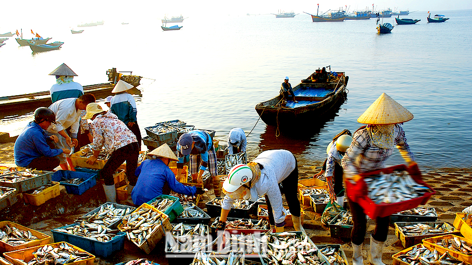 Với 72km bờ biển, kinh tế biển là một trong 3 mũi nhọn kinh tế của tỉnh Nam Định. (Trong ảnh: Ngư dân Giao Thuỷ trong mùa đánh bắt hải sản). Ảnh: Chu Thế Vĩnh