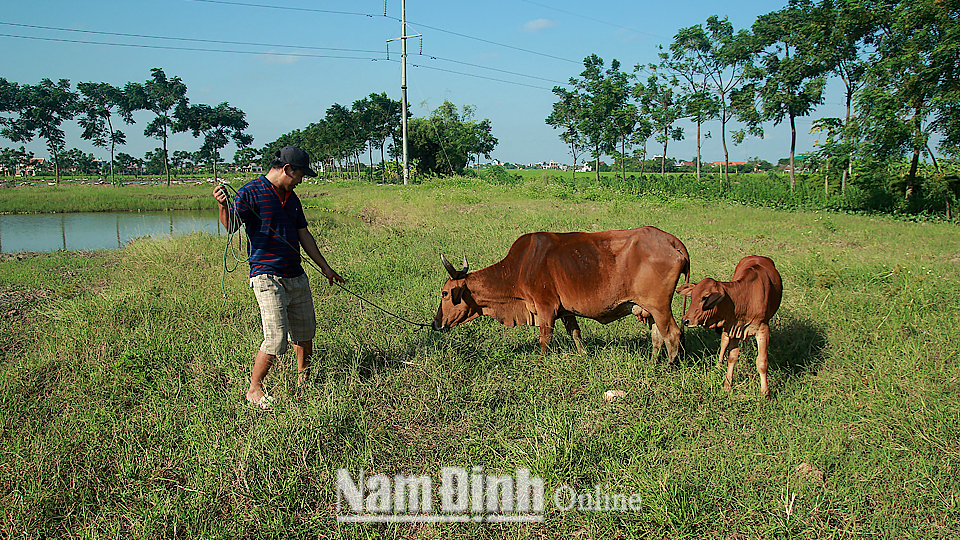Anh Nguyễn Văn Nghị, xã Hải Thanh (Hải Hậu) đang chăm sóc bò và bê con từ dự án “Ngân hàng bò”.