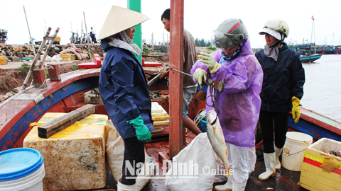 Thương lái thu mua hải sản tại khu neo đậu tàu thuyền Thị trấn Quất Lâm (Giao Thủy).