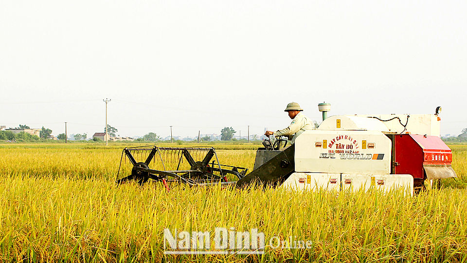 Thu hoạch lúa tại xã Bình Minh (Nam Trực).