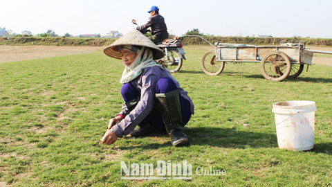 Cơ sở trồng cỏ Nhật của chị Hoàng Thị Miều, xã Nam Thắng (Nam Trực) tạo việc làm cho hơn 30 phụ nữ theo mùa vụ.