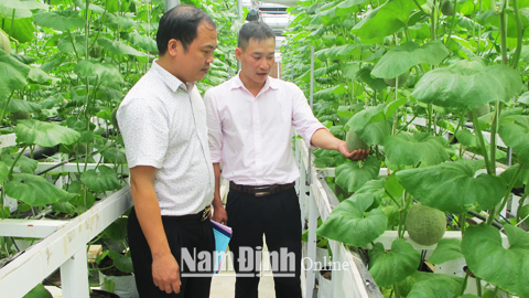 Cán bộ Trung tâm Ứng dụng tiến bộ khoa học - công nghệ (Sở KH và CN) và Cty KimLong Farms kiểm tra quá trình phát triển cây dưa lưới giống Thái Lan TL3.