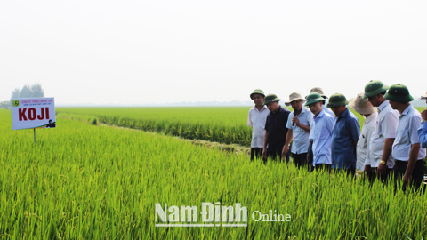 Các đồng chí lãnh đạo tỉnh kiểm tra mô hình sản xuất lúa Nhật Bản chất lượng cao Koji tại xã Trực Hùng (Trực Ninh).