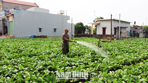 Nông dân xã Giao Phong (Giao Thủy) chủ động nguồn nước tưới cho cây vụ đông.