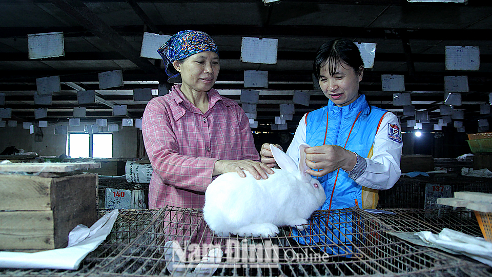 Trang trại nuôi thỏ lai Niu Di-lân của chị Phạm Thị Thủy (người bên phải) ở xóm 14, xã Hợp Hưng, huyện Vụ Bản.
