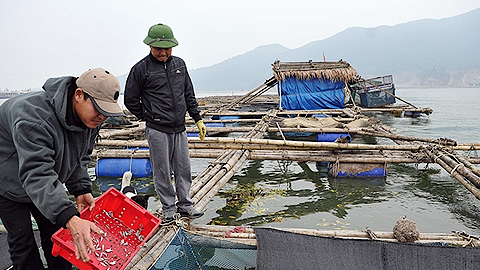 Người dân xã Thạch Bằng, huyện Lộc Hà (Hà Tĩnh) đầu tư lồng bè nuôi thủy hải sản, mang lại hiệu quả kinh tế cao.