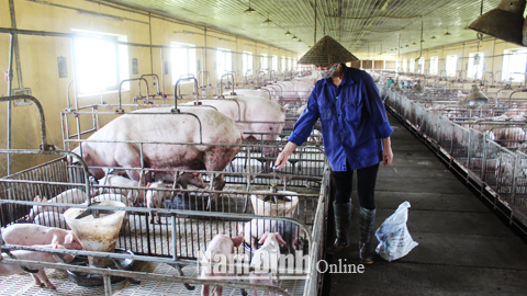 Trung tâm Giống gia súc, gia cầm tỉnh được đầu tư xây dựng tại xã Nam Cường (Nam Trực) nhằm phục vụ lợn giống cho 20 HTX trong tỉnh.