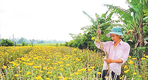 Nông dân phường Ninh Giang, thị xã Ninh Hòa (Khánh Hòa) chăm sóc cây hoa cúc. 