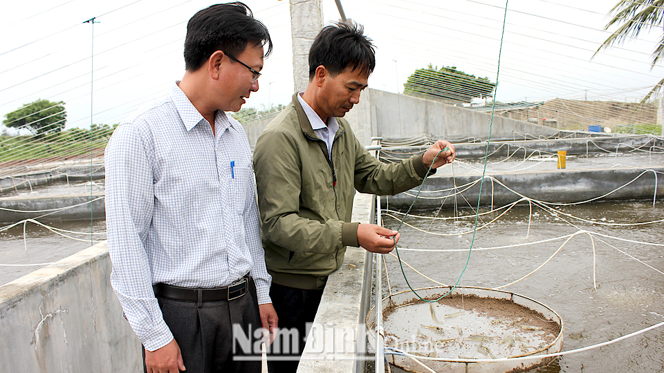 Nuôi tôm thẻ chân trắng trên bể xi măng tại hộ anh Nguyễn Văn Cường, xã Hải Đông.