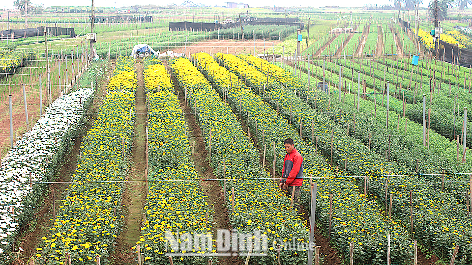 Xã Mỹ Tân (Mỹ Lộc) chuyển đổi diện tích đất lúa kém hiệu quả sang trồng hoa cho giá trị sản xuất ước đạt 500 triệu đồng/ha/năm.