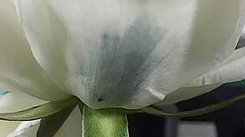   Bông hồng trắng sau khi được thực hiện các kỹ thuật chỉ có phần tiêm là đã có thể ngả màu sang màu xanh đen.