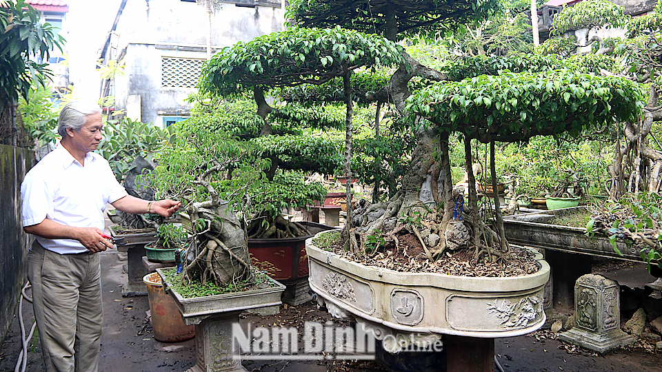 Vườn cây cảnh của nghệ nhân SVC cấp tỉnh Vũ Đình Khiết ở xã Nghĩa Tân có giá trị kinh tế cao.