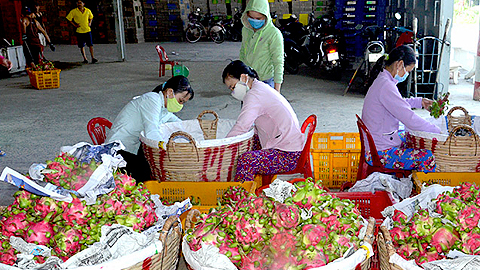 Thanh long ở huyện Châu Thành - sản phẩm nổi tiếng của Long An đang được phân loại để đưa ra thị trường tiêu thụ