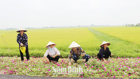 Mô hình tuyến đường hoa của hội viên phụ nữ xã Nghĩa Thịnh (Nghĩa Hưng) góp phần làm đẹp cảnh quan môi trường NTM.