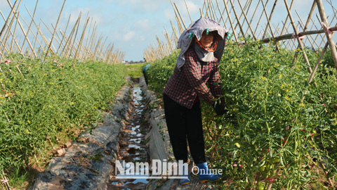 Được Agribank Chi nhánh huyện Xuân Trường cho vay vốn, Công ty Cơ khí Đình Mộc đã tích tụ ruộng đất phát triển sản xuất các loại rau sạch, cung cấp cho các công ty, siêu thị tại các tỉnh phía Bắc. 