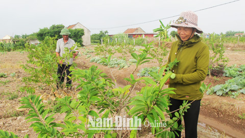 Chăm sóc na trái vụ tại trang trại của gia đình ông Bùi Hồng Cừu, xóm Đức Thuận, xã Hải Xuân.