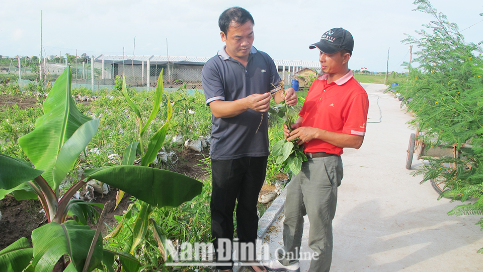 Anh Trần Hữu Chung (bên trái), Chủ tịch Hội đồng quản trị hợp tác xã Trường Xuân (Giao Thủy) giới thiệu kỹ thuật canh tác theo công nghệ nano trên cây trồng.