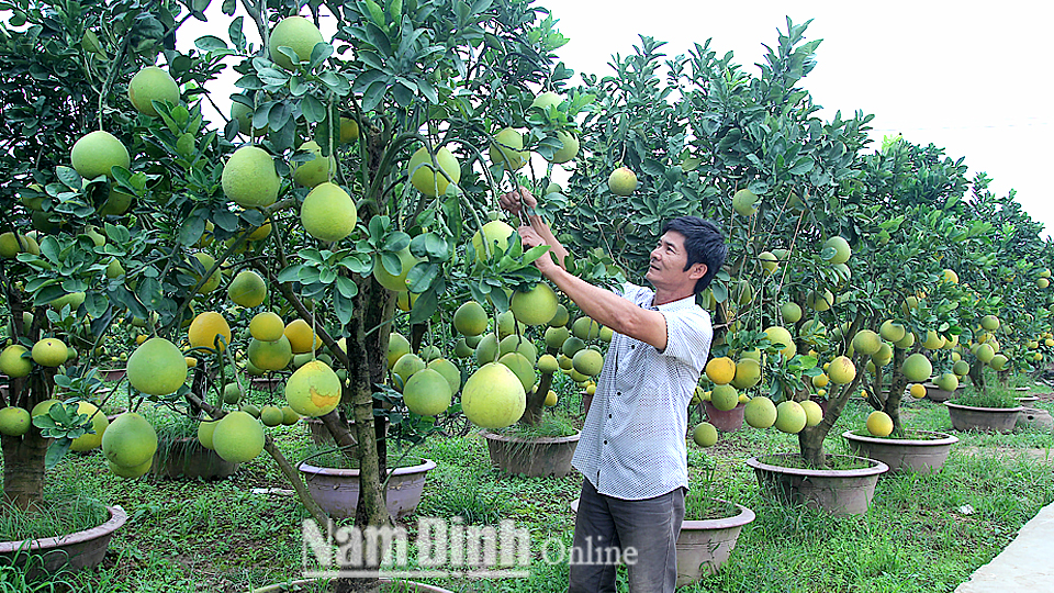 Anh Đoàn Xuân Thiệp, xóm Tân Thành, xã Nam Phong (Thành phố Nam Định) chăm sóc vườn bưởi cảnh.