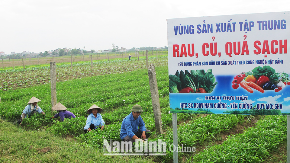 Sản xuất rau vụ đông tại xã Yên Cường (Ý Yên).  Bài và ảnh: Nguyễn Hương