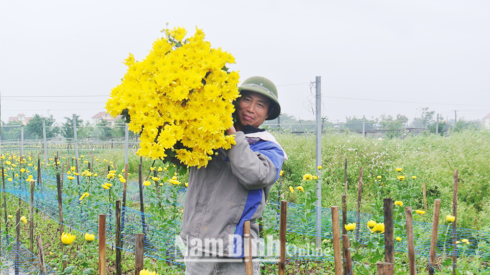Trồng hoa cúc dịp Tết giúp gia đình anh Phạm Duy Mịch ở thôn Hồng Hà 2, xã Mỹ Tân thu về hơn 30 triệu đồng/sào.