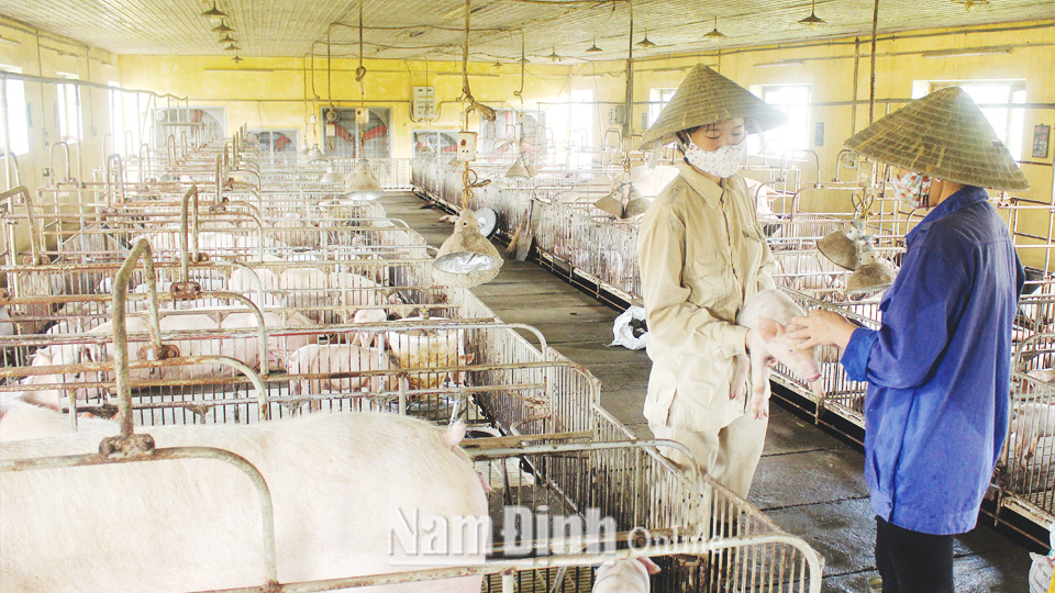 Tiêm vắc-xin phòng dịch tả cho lợn giống ở Trung tâm Giống gia súc, gia cầm tỉnh.