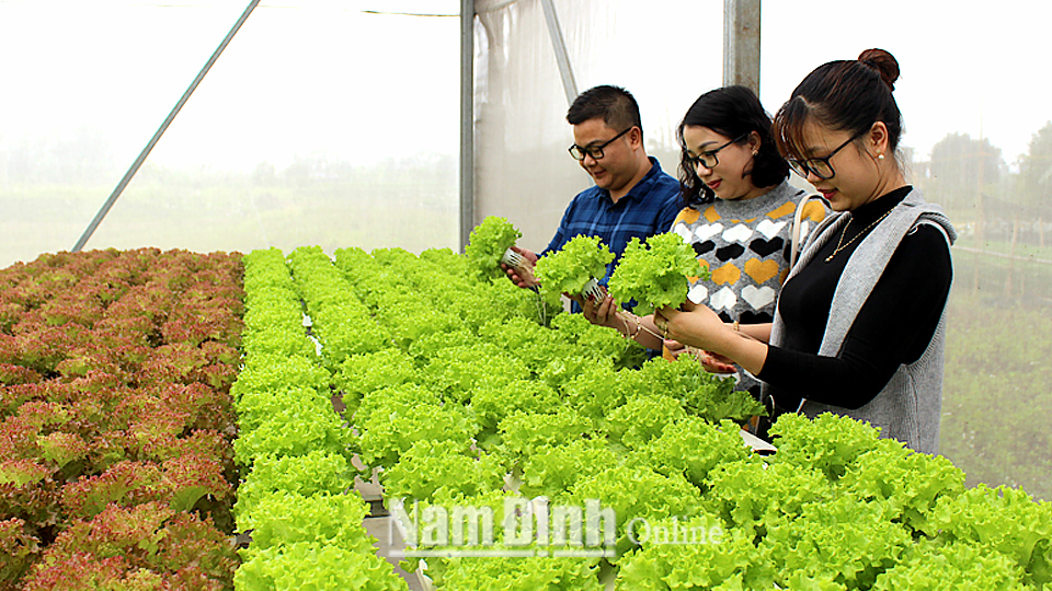 Mô hình trồng rau thủy canh của cơ sở sản xuất rau Anh Khôi Farm, xã Nam Phong (Thành phố Nam Định).