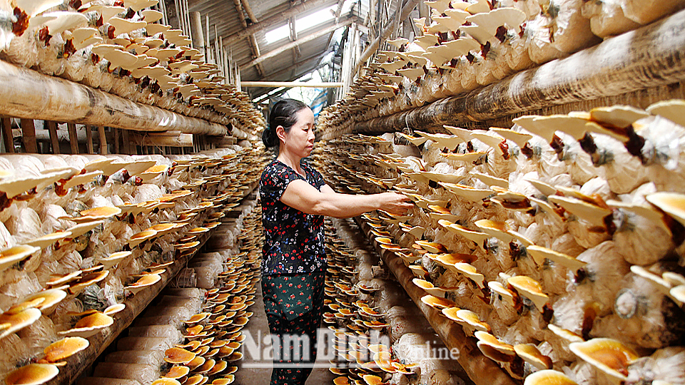 Sản xuất các loại nấm ăn và nấm dược liệu ở Hợp tác xã tiểu thủ công nghiệp Linh Phát, xã Hải Chính.
