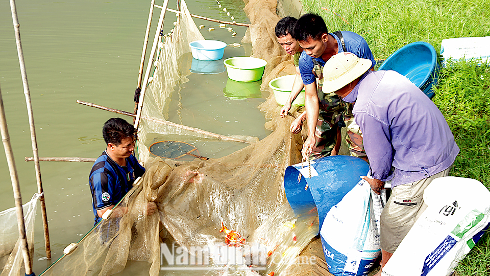 Thu hoạch cá ở trang trại của gia đình anh Trần Văn Khoa, xóm 16, xã Mỹ Hà (Mỹ Lộc).