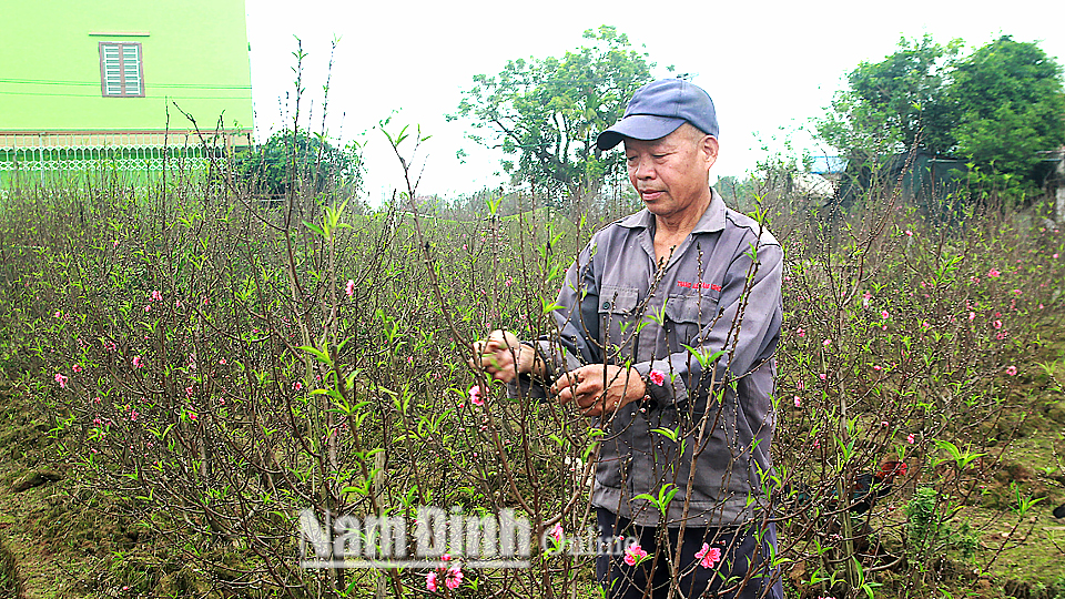 Ông Đỗ Văn Bình, tổ dân phố Nam Hà, Thị trấn Cổ Lễ (Trực Ninh) đang chăm sóc vườn đào cung ứng thị trường dịp Tết.