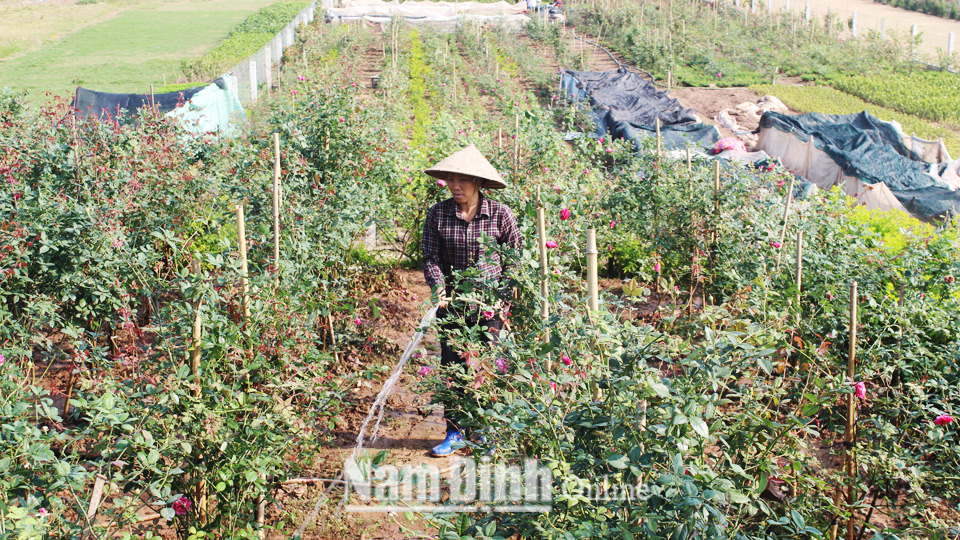 Hội viên phụ nữ xã Điền Xá (Nam Trực) phát triển kinh tế gia đình bằng nghề trồng hoa, cây cảnh.