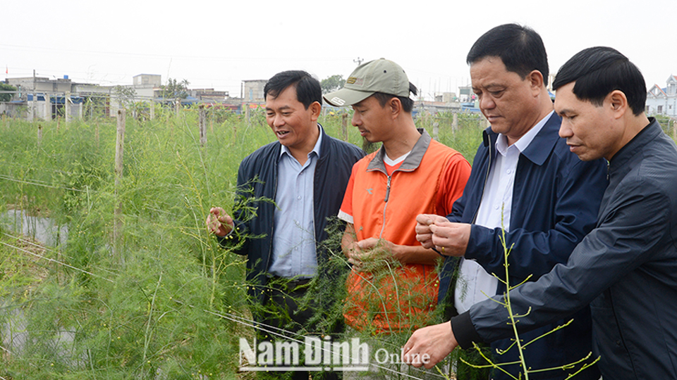Đồng chí Nguyễn Phùng Hoan, Tỉnh ủy viên, Phó Chủ tịch UBND tỉnh kiểm tra mô hình sản xuất cây măng tây cho giá trị thu nhập cao ở Hợp tác xã nông nghiệp Trường Xuân (Giao Thủy).