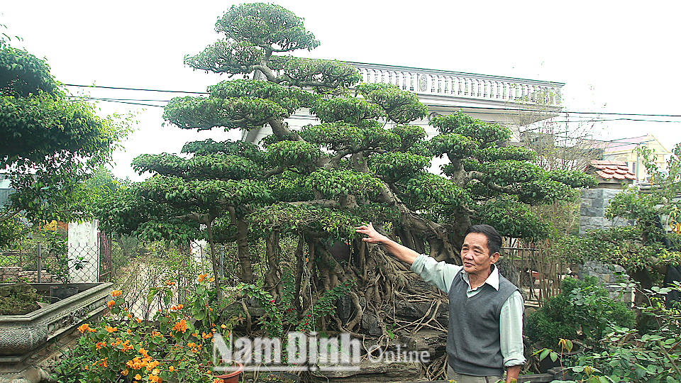 Ông Nguyễn Văn Chiến, xóm 2, xã Điền Xá (Nam Trực) bên vườn cây cảnh của gia đình.