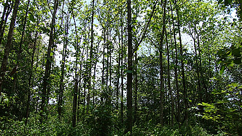 Một góc rừng trồng trên địa bàn huyện Định Quán - Đồng Nai.