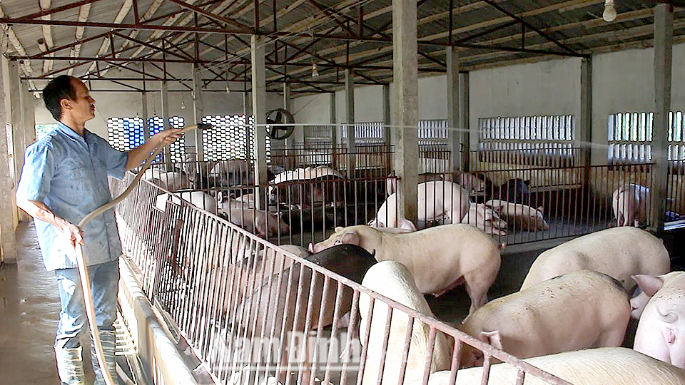 Trang trại chăn nuôi lợn bằng thảo dược của ông Nguyễn Văn Thục, xã Trực Thái (Trực Ninh).
