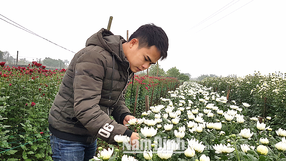Trồng hoa tại vùng bãi bồi sông Hồng thuộc thôn Hồng Hà, xã Mỹ Tân.