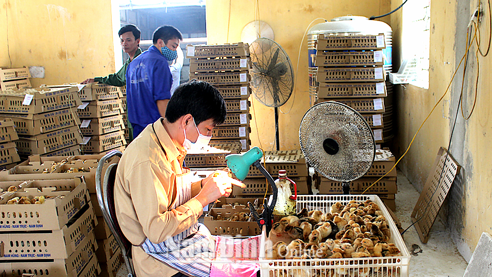 Kiểm tra con gà giống trước khi xuất bán tại Công ty cổ phần Gà giống Châu Thành, xã Nam Hùng (Nam Trực).