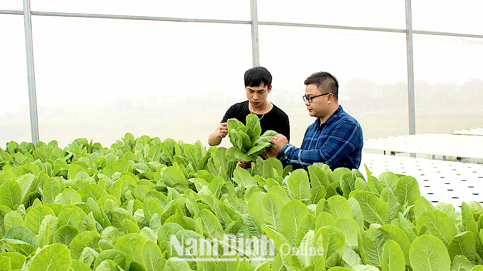 Mô hình trồng rau theo phương pháp thủy canh tại xã Nam Vân (Thành phố Nam Định).