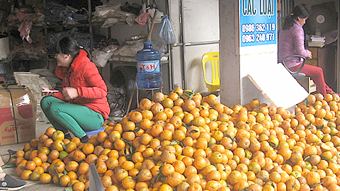 Một điểm bán cam sành tại chợ trung tâm huyện Bắc Quang, Hà Giang. Ảnh: VP