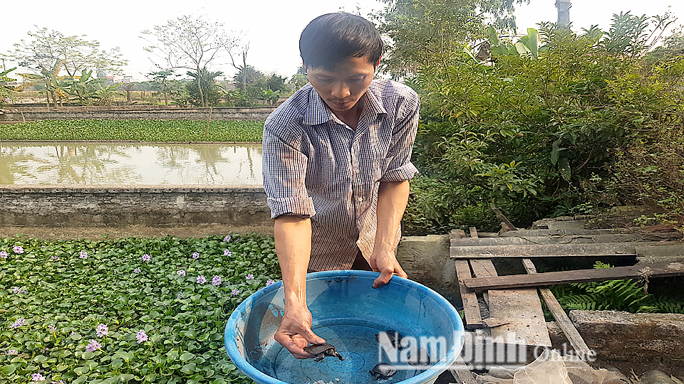 Anh Lê Hồng Dũng ở xóm Tây, xã Yên Dương kiểm tra chất lượng con giống ba ba gai trước khi xuất bán.