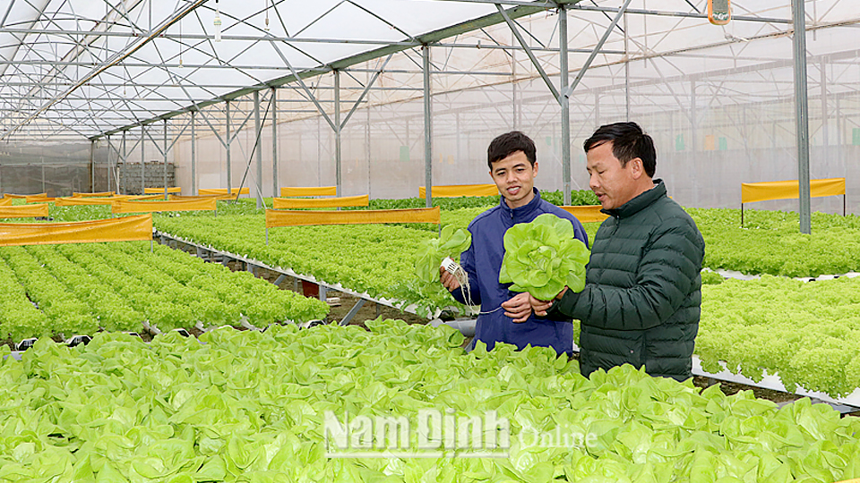 Sản xuất rau hữu cơ tại Công ty cổ phần Rau quả sạch Ngọc Anh, xã Trực Hùng (Trực Ninh).