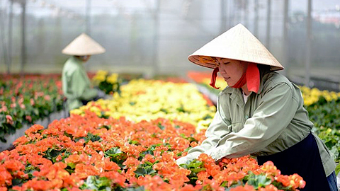 Sản xuất nông nghiệp công nghệ cao tại Lâm Đồng.