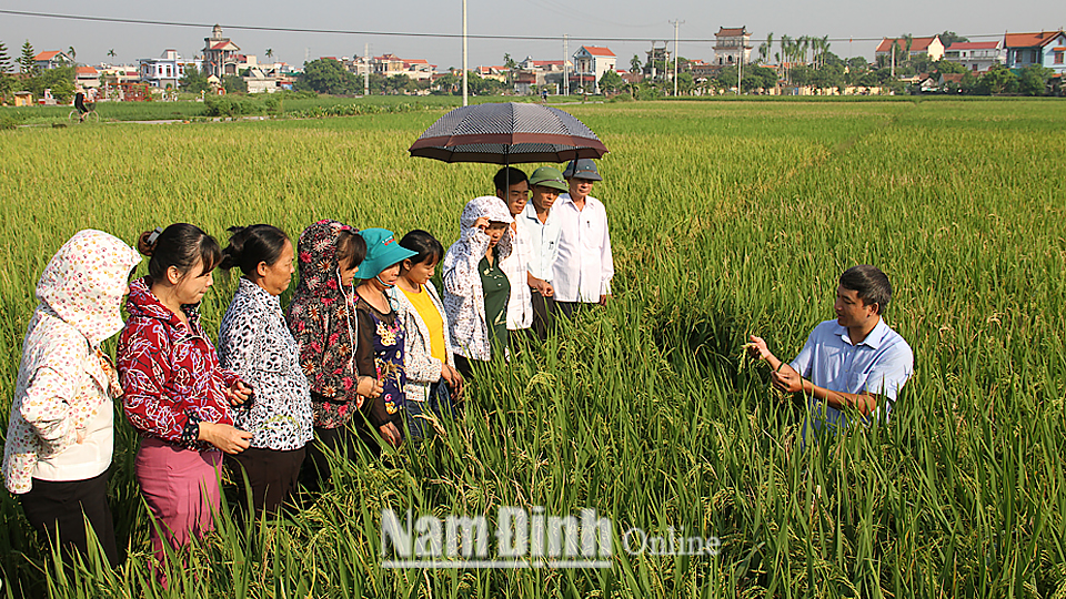 Cán bộ Sở Nông nghiệp và Phát triển nông thôn hướng dẫn nông dân kỹ thuật phòng trừ sâu bệnh trên lúa.