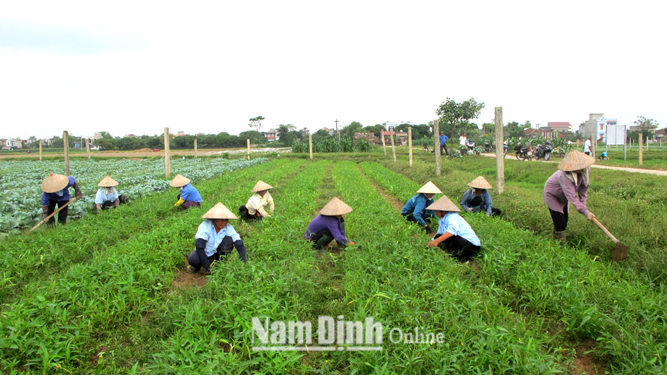 Sản xuất rau an toàn tại Hợp tác xã Dịch vụ nông nghiệp Nam Cường, xã Yên Cường (Ý Yên).